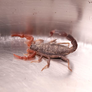 Close-up of insect on table