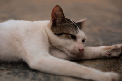 Close-up of a cat resting