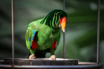 bird