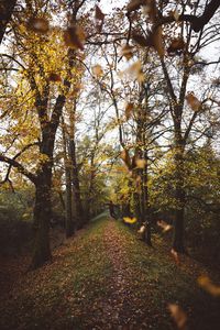 Walkway amidst trees during autumn