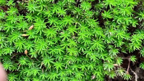 Full frame shot of fresh green plants