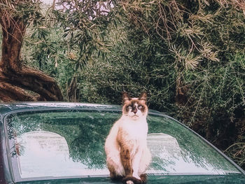 Portrait of dog sitting by tree