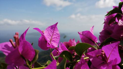 Close-up of pink flowering plant