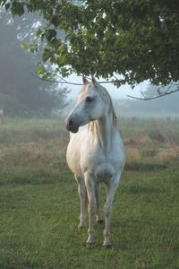 Horse standing in a field