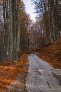 Road amidst trees in forest