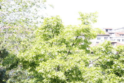 View of lush foliage