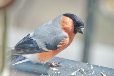 Close-up of an animal