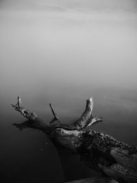 Reflection of trees in water