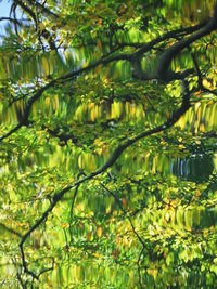 Close-up of plants with reflection of trees in water