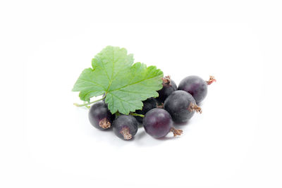 Close-up of fruits and leaves on white background