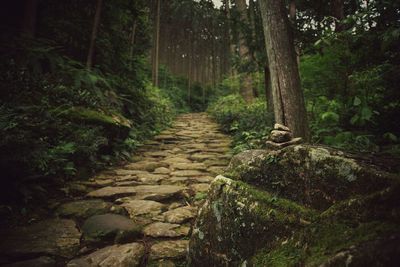 View of footpath in forest