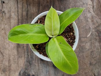 High angle view of green leaves on table