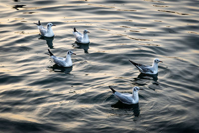 High angle view of seagulls swimming in lake