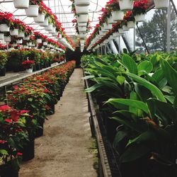 Plants in greenhouse