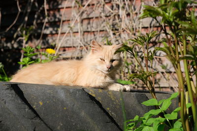 Cat sitting on a plant