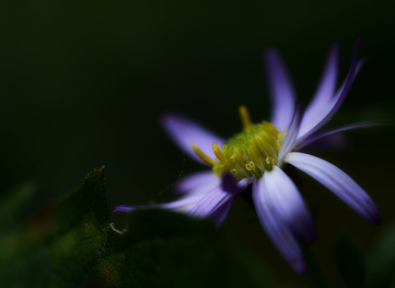 flower, petal, fragility, growth, beauty in nature, nature, freshness, flower head, plant, no people, close-up, outdoors, blooming, day