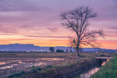 Bare tree on field against sky during sunset