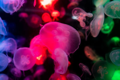Close-up of jellyfish swimming in aquarium