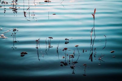 High angle view of ducks floating on lake