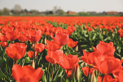 Close-up of red tulips blooming on field