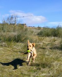 Dog on grass against sky