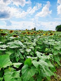 Plants growing on field against sky