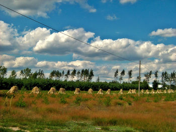 Flock of sheep on field against sky