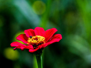 Close-up of red flower