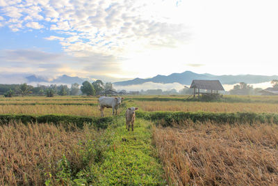 Hay bales in a field