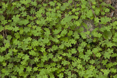 Full frame shot of leaves on field