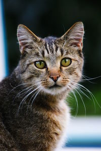 Close-up portrait of a cat