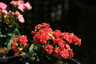 Close-up of pink rose flowers