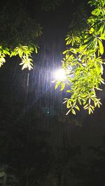 Low angle view of sunlight streaming through tree