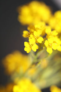 Close-up of yellow flowering plant