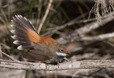 Close-up of bird perching on branch