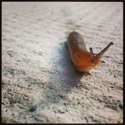 Close-up of snail on white surface