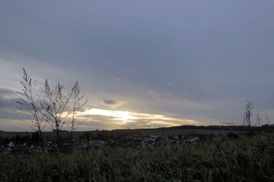 Plants on field against sky during sunset