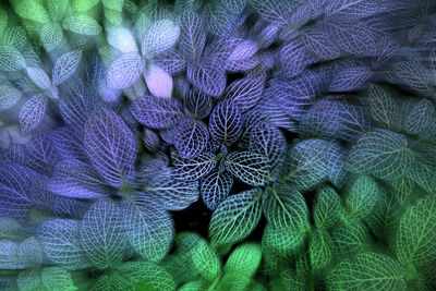 Full frame shot of purple flowering plant