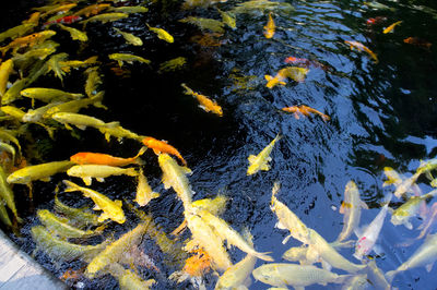 High angle view of koi carps swimming in water