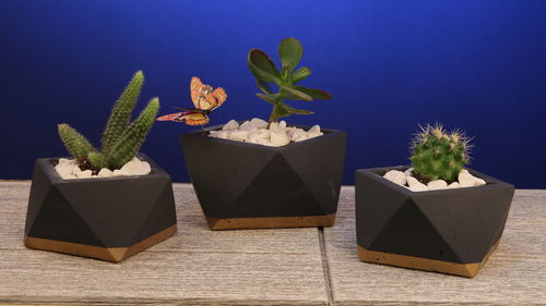 Potted plants on table