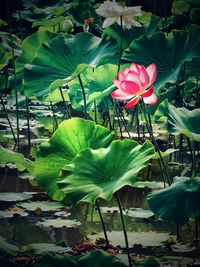 Close-up of pink lotus water lily