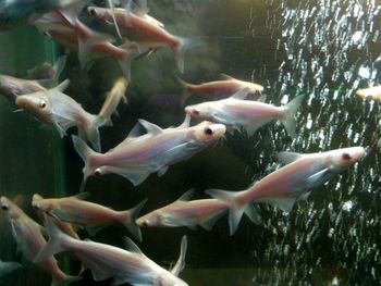 Close-up of fish underwater