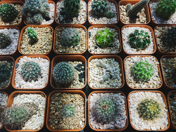 Full frame shot of potted plants