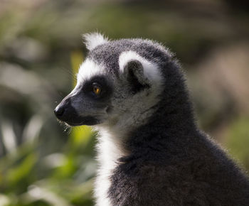 Close-up of lemur looking away while sitting outdoors