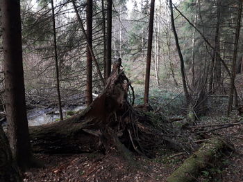 Trees in forest