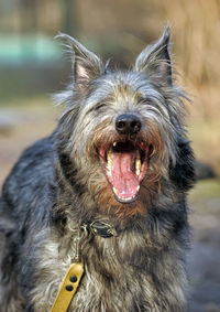 Close-up of a dog