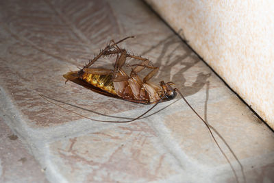 The cockroach lay dead on the bathroom floor of the house.