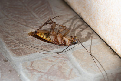 Close-up of insect on floor