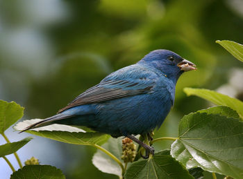 Close-up of bird perching on plant