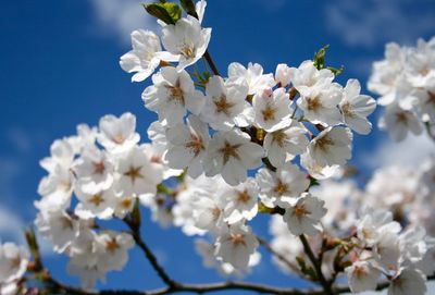 Close-up of white cherry blossoms